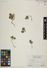 Foto von Salix herbacea L.